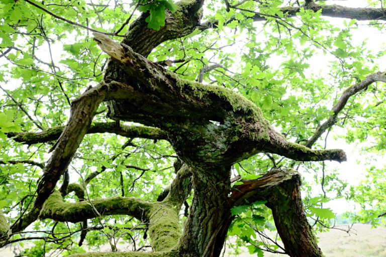 Von der Lüneburger Heide in die Gärtnerei Stephan Krines